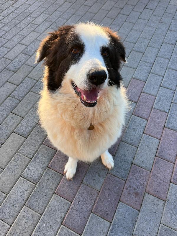 SIMBA MAREMMANO Foto 4